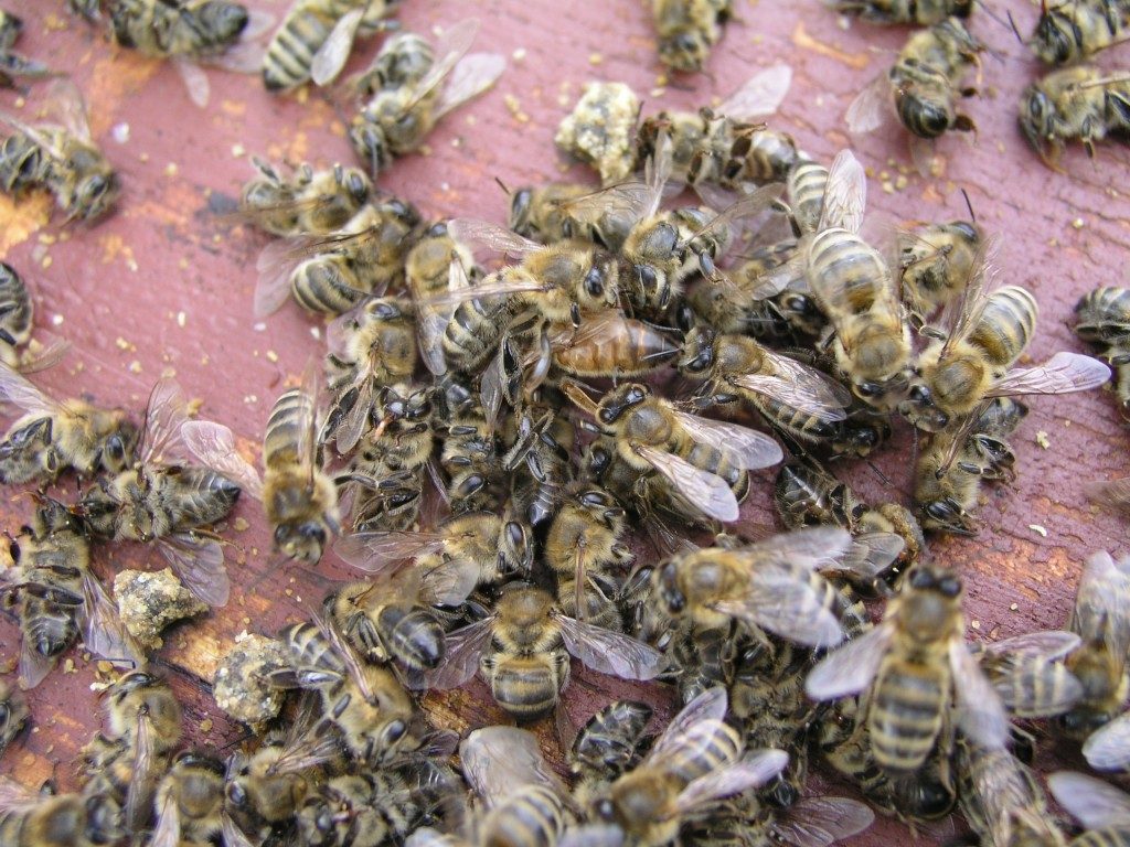 Bees in a group