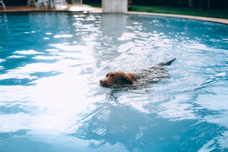 a dog swimming